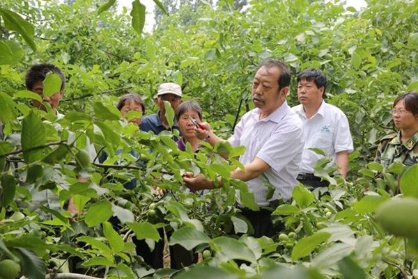 圖為李保國在田間為農戶講解核桃栽培實用技術。